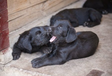 standard schnauzer puppies