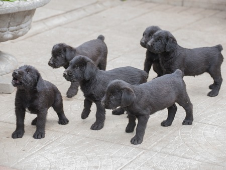 standard schnauzer puppiesの写真素材