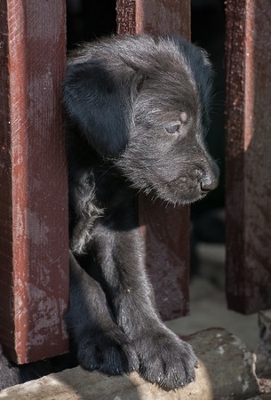 standard schnauzer puppiesの写真素材
