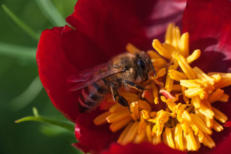 Bee in flower
