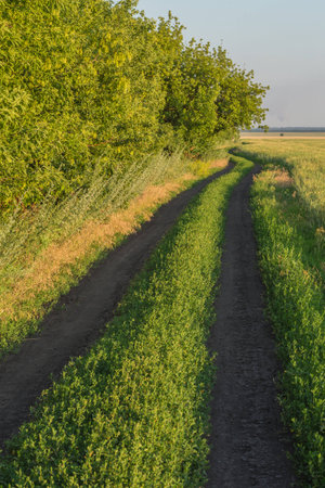Summer Landscape with Wheat Fieldの写真素材