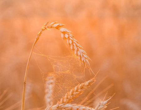 Close up of a wheat fieldの写真素材