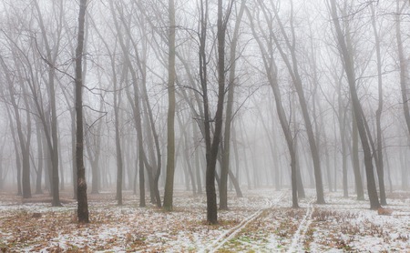 Winter park covered with white snowの写真素材