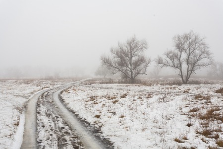 Winter park covered with white snowの写真素材