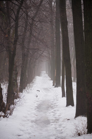 Winter park covered with white snowの写真素材