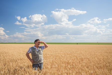 farmer standing in a wheat field, looking at the cropの写真素材