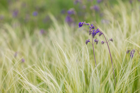 Feather Grassの写真素材