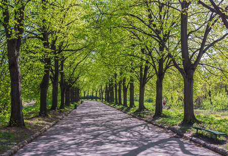 Green alley with trees in the parkの写真素材