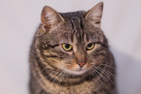 Cat relaxing on the couch. lying on the sofaの写真素材