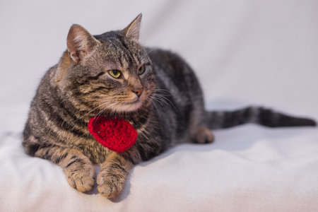 Cat relaxing on the couch. lying on the sofaの写真素材
