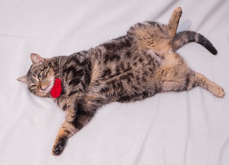 Cat relaxing on the couch. lying on the sofaの写真素材