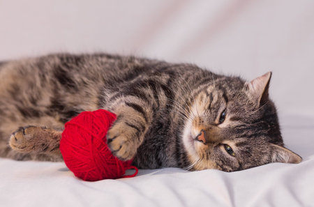 cat playing with ball of red yarn on white backgroundの写真素材