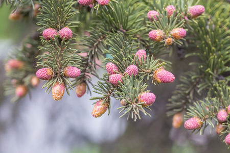 Hanging branches of Picea omorika. Spring pink bumpsの写真素材