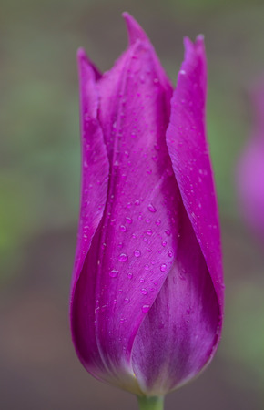 Flower bed of multicolor tulips at springの写真素材