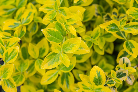 background of beautiful yellow flowers in the gardenの写真素材