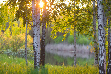 birch trees in a summer forest under bridht sunの写真素材