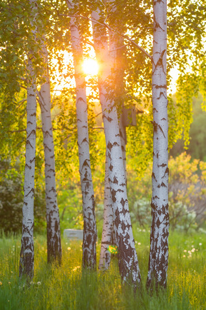 birch trees in a summer forest under bridht sunの写真素材