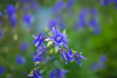 Many blue hydrangea flowers growing in the garden, floral backgroundの写真素材