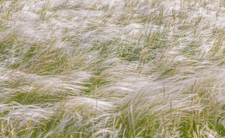 Feather Grass or Needle Grass, Nassella tenuissima, forms already at the slightest breath of wind...