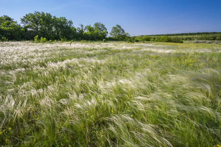 Spring landscape, field of feather grass under the blue sky