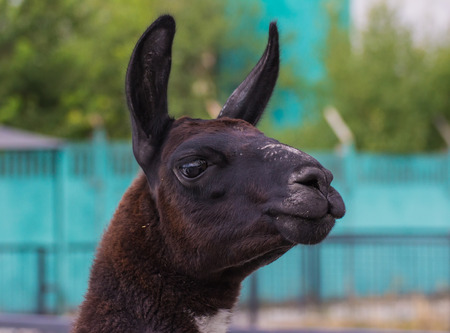 cute lama alpaca animal closeup snout portraitの写真素材