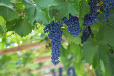 Bunch of grapes with green vine leaves in basket on wooden table