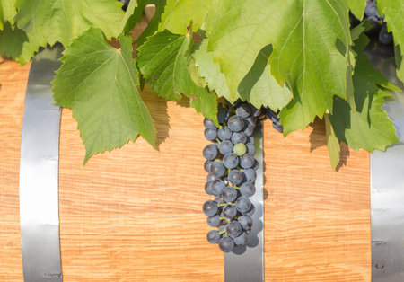 image of grapes on a barrel on a green background