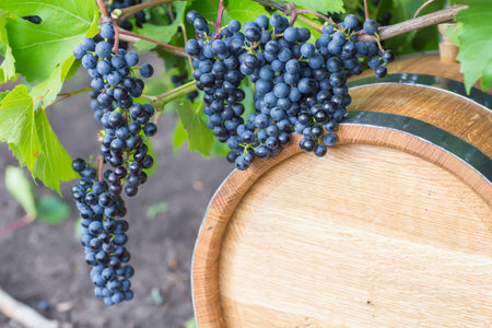 image of grapes on a barrel on a green background