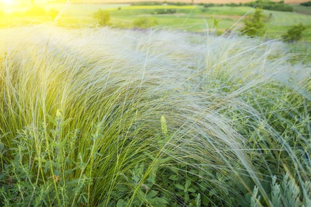 Spring landscape, field of feather grass under the blue skyの写真素材