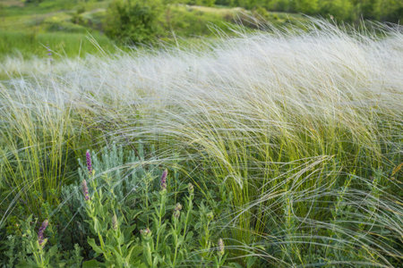 Spring landscape, field of feather grass under the blue skyの写真素材