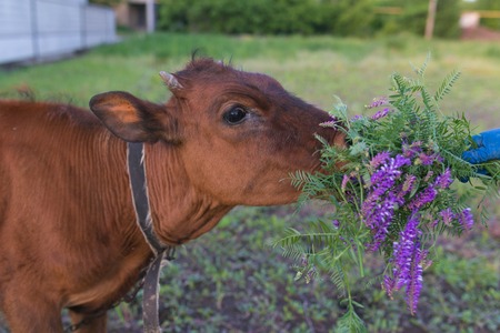 pretty little calf standing alone in green pastureの写真素材