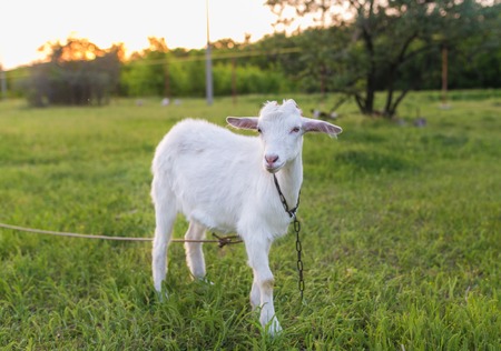 Portrait of a goat eating a grass on green meadowの写真素材