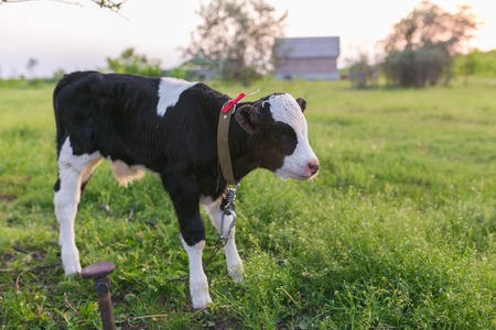 pretty little calf standing alone in green pastureの写真素材