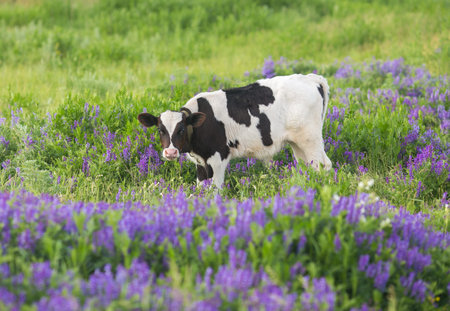 pretty little calf standing alone in green pastureの写真素材