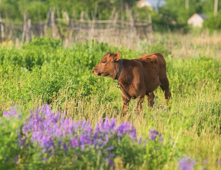 pretty little calf standing alone in green pastureの写真素材