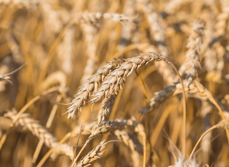 gold ears of wheat under sky, shallow depth of field.の写真素材