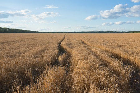 Summer Landscape with Wheat Field and Cloudsの写真素材