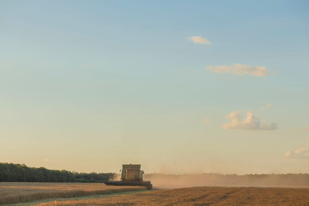 Harvesting combine in the field cropping cereal field