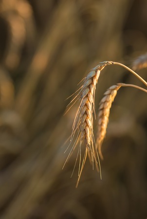 gold ears of wheat under sky, shallow depth of field.の写真素材