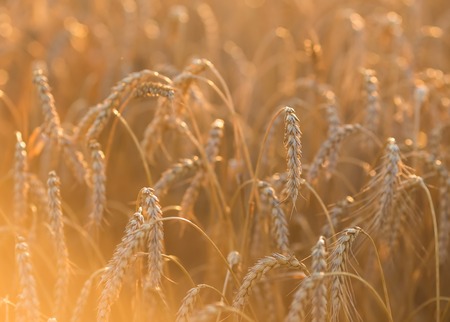 gold ears of wheat under sky, shallow depth of field.の写真素材