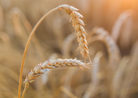 gold ears of wheat under sky, shallow depth of field.