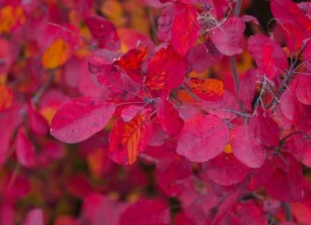 Falling autumn birch leaves against blur forest backgroundの写真素材