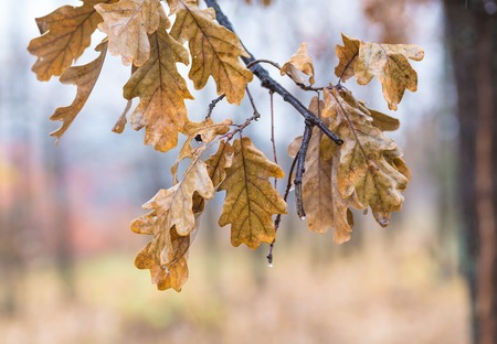 Falling autumn birch leaves against blur forest backgroundの写真素材