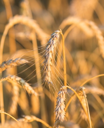 gold ears of wheat under sky. soft focus on fieldの写真素材