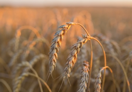 gold ears of wheat under sky. soft focus on fieldの写真素材