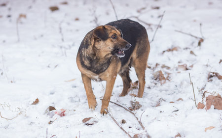 Barking mixed breed dog on a winter streetの写真素材