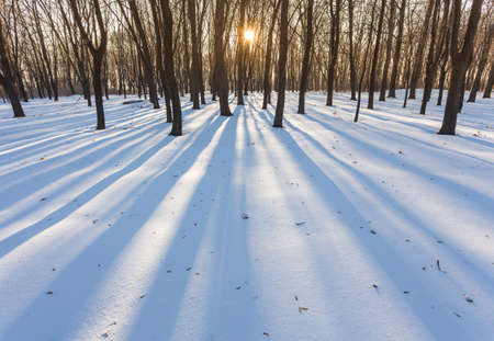 Winter park covered with fresh white snowの写真素材