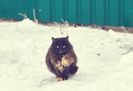 Gray cat sitting on a rustic fence. Vintage colurの写真素材