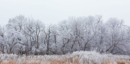 winter landscape frost oaks in sunny frosty morningの写真素材