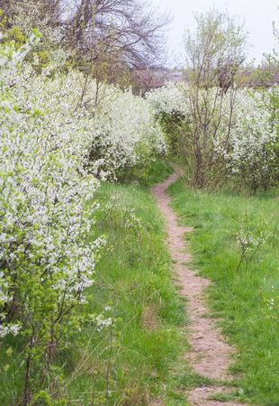 Branch of lilac flowers with the leavesの写真素材